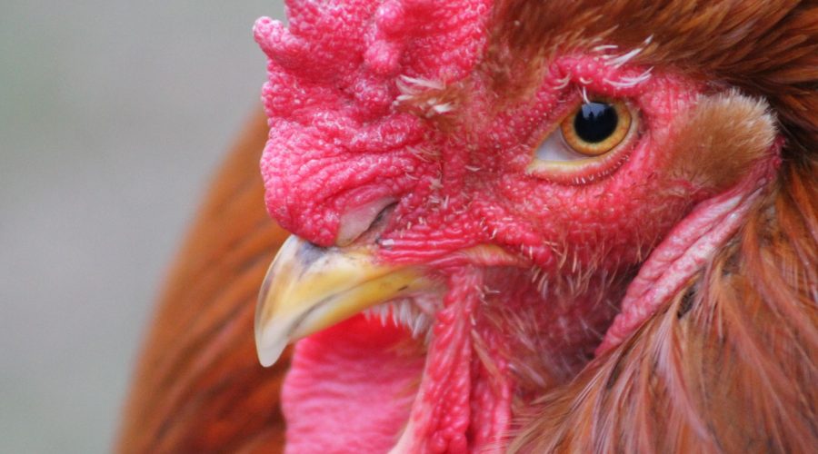 Niat Buruk Tak Bisa Sembunyi Selamanya